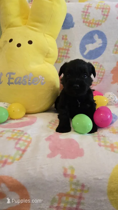 maggie – Miniature Schnauzer puppy for sale in Cromwell, IN