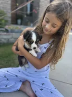 Zeus, a male Toy Australian Shepherd for sale in Pauls Valley, OK – 4 of 9