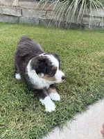 Zeus, a male Toy Australian Shepherd for sale in Pauls Valley, OK – 8 of 9