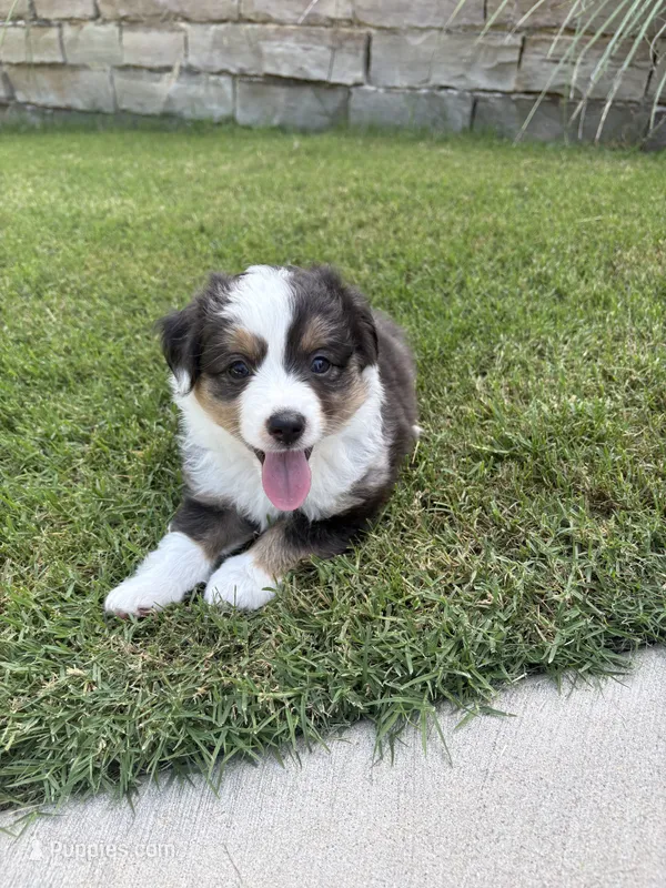Zeus – Toy Australian Shepherd puppy for sale in Pauls Valley, OK