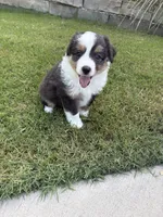 Zeus, a male Toy Australian Shepherd for sale in Pauls Valley, OK – 5 of 7