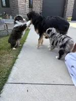 Zeus, a male Toy Australian Shepherd for sale in Pauls Valley, OK – 4 of 7