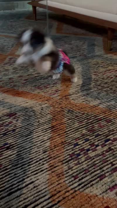 Zeus, a male Toy Australian Shepherd for sale in Pauls Valley, OK – 2 of 7