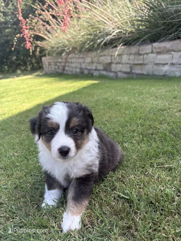 Zeus – Toy Australian Shepherd puppy for sale in Pauls Valley, OK