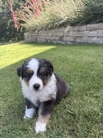 Zeus, a male Toy Australian Shepherd for sale in Pauls Valley, OK – 1 of 9