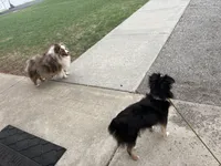 Zeus, a male Toy Australian Shepherd for sale in Pauls Valley, OK – 7 of 7