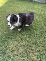 Zeus, a male Toy Australian Shepherd for sale in Pauls Valley, OK – 9 of 9