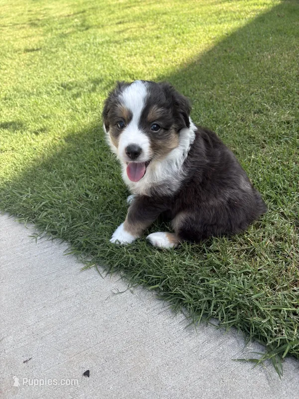 Zeus – Toy Australian Shepherd puppy for sale in Pauls Valley, OK