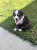 Zeus, a male Toy Australian Shepherd for sale in Pauls Valley, OK – 5 of 9