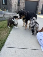 Zeus, a male Toy Australian Shepherd for sale in Pauls Valley, OK – 2 of 9