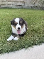 Zeus, a male Toy Australian Shepherd for sale in Pauls Valley, OK – 6 of 9