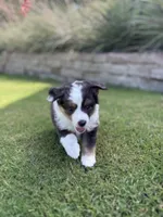 Zeus, a male Toy Australian Shepherd for sale in Pauls Valley, OK – 3 of 9