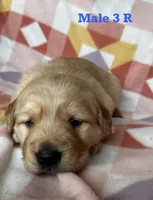 Male 3 R, a male Golden Retriever for sale in Oconee, IL – Photo 1 of 2