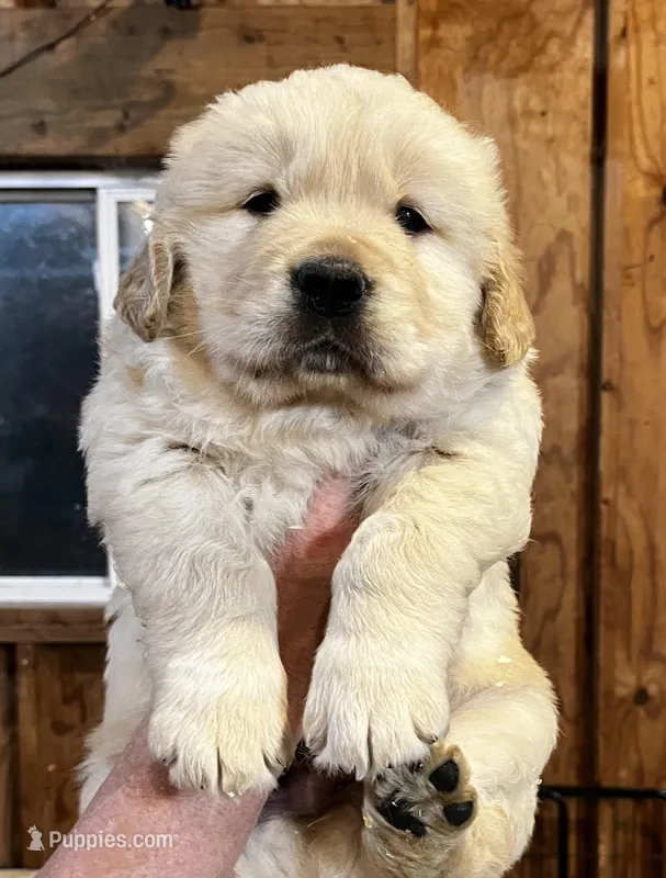 Male 2 W – Golden Retriever puppy for sale in Oconee, IL