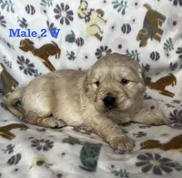 Male 2 W, a male Golden Retriever for sale in Oconee, IL – Photo 2 of 3