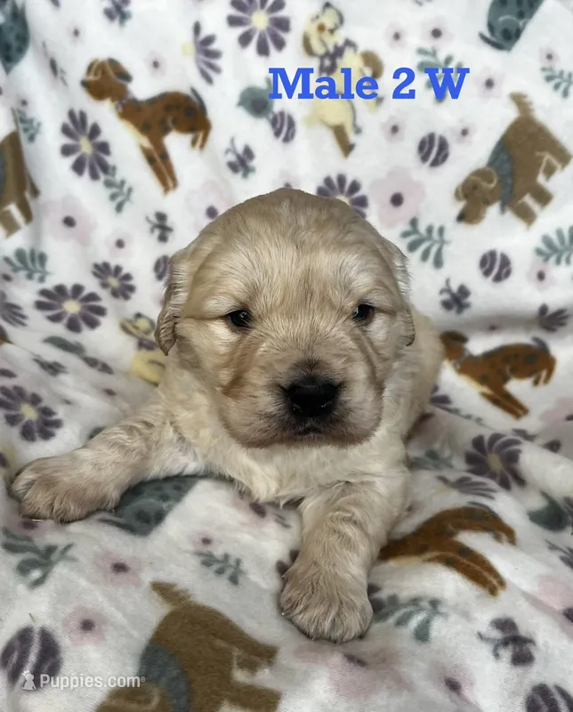 Male 2 W – Golden Retriever puppy for sale in Oconee, IL