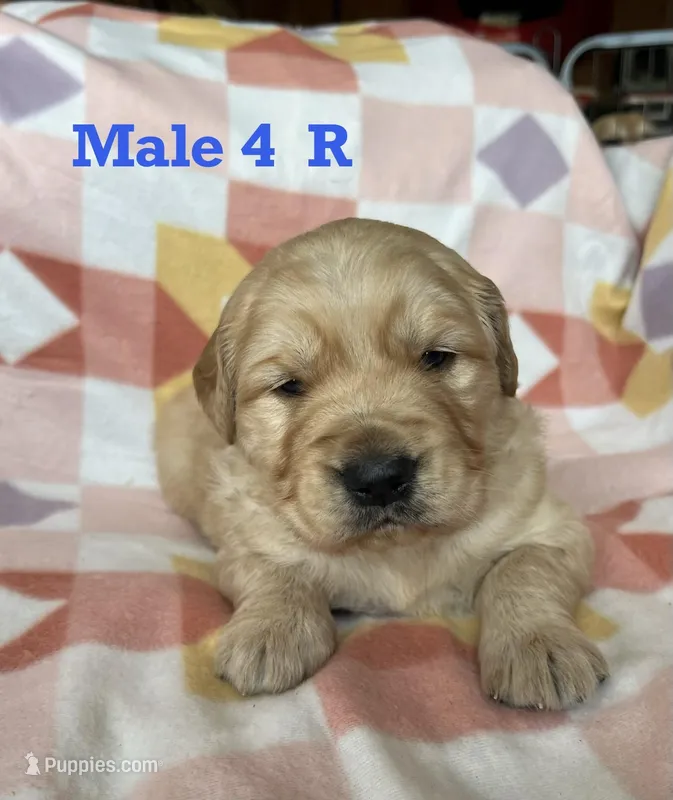 Male 4 R – Golden Retriever puppy for sale in Oconee, IL