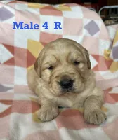 Male 4 R, a male Golden Retriever for sale in Oconee, IL – Photo 1 of 2