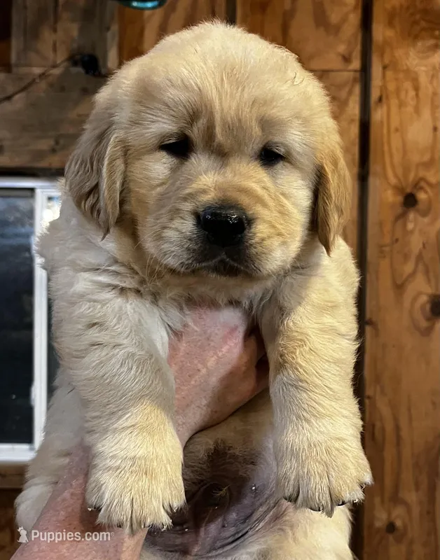 Hoss  – Golden Retriever puppy for sale in Oconee, IL