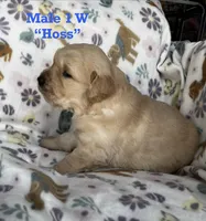 Hoss , a male Golden Retriever for sale in Oconee, IL – Photo 4 of 4