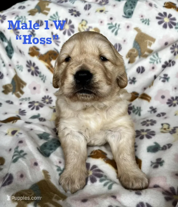 Hoss  – Golden Retriever puppy for sale in Oconee, IL