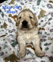 Hoss , a male Golden Retriever for sale in Oconee, IL – Photo 1 of 4