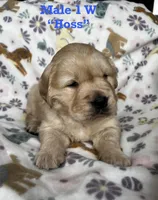 Hoss , a male Golden Retriever for sale in Oconee, IL – Photo 2 of 4