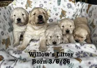 Hoss , a male Golden Retriever for sale in Oconee, IL – Photo 3 of 4