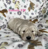Female 3 W , a female Golden Retriever for sale in Oconee, IL – Photo 2 of 3