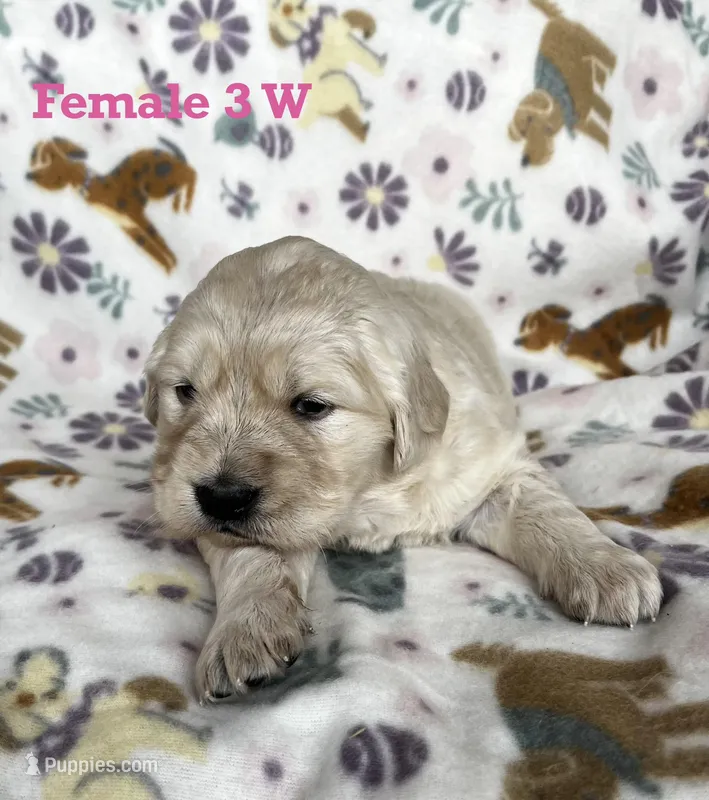 Female 3 W  – Golden Retriever puppy for sale in Oconee, IL