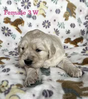 Female 3 W , a female Golden Retriever for sale in Oconee, IL – Photo 1 of 3