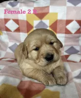 Female 2 R, a female Golden Retriever for sale in Oconee, IL – Photo 1 of 4