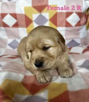Female 2 R, a female Golden Retriever for sale in Oconee, IL – Photo 3 of 4