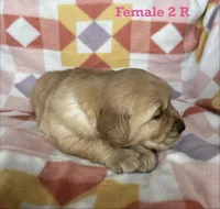 Female 2 R, a female Golden Retriever for sale in Oconee, IL – Photo 2 of 4