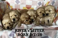 Female 2 R, a female Golden Retriever for sale in Oconee, IL – Photo 4 of 4