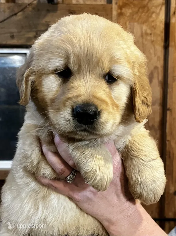 Male 2 R – Golden Retriever puppy for sale in Oconee, IL