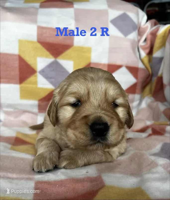 Male 2 R – Golden Retriever puppy for sale in Oconee, IL