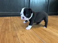 Light blue , a female Boston Terrier for sale in Campbellsville, KY – 7 of 9