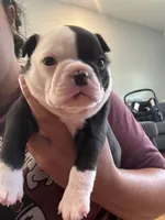 Light blue , a female Boston Terrier for sale in Campbellsville, KY – 2 of 9