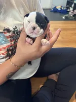 Light blue , a female Boston Terrier for sale in Campbellsville, KY – 9 of 9