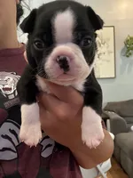 Pink, a female Boston Terrier for sale in Campbellsville, KY – 2 of 6
