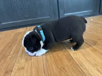Light blue , a female Boston Terrier for sale in Campbellsville, KY – 5 of 9