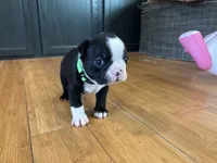 Green , a male Boston Terrier for sale in Campbellsville, KY – 4 of 6