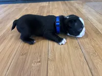 Blue, a male Boston Terrier for sale in Campbellsville, KY – 5 of 5