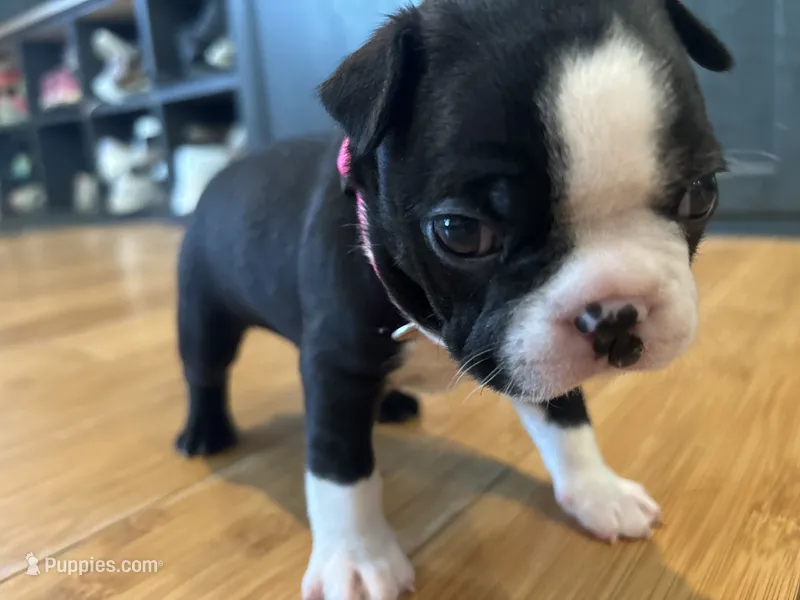 Pink – Boston Terrier puppy for sale in Campbellsville, KY