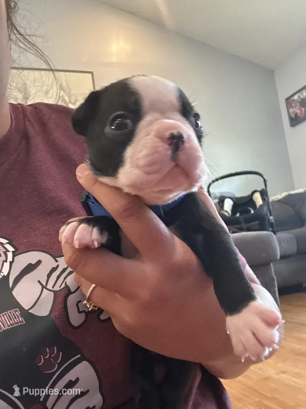 Blue – Boston Terrier puppy for sale in Campbellsville, KY