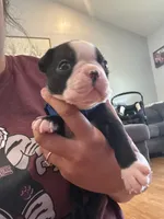Blue, a male Boston Terrier for sale in Campbellsville, KY – 1 of 5