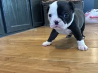 Light blue , a female Boston Terrier for sale in Campbellsville, KY – 6 of 9