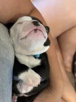 Light blue , a female Boston Terrier for sale in Campbellsville, KY – 8 of 9