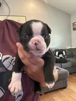 Green , a male Boston Terrier for sale in Campbellsville, KY – 2 of 6